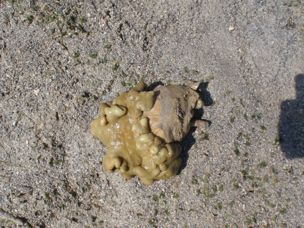 sm_P9064871.JPG