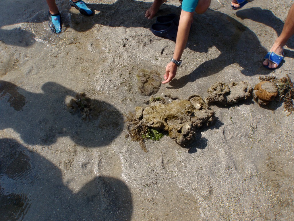 sm_P9064873.JPG