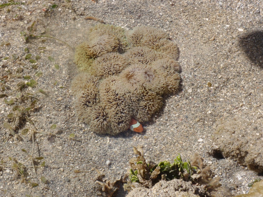 sm_P9064877.JPG