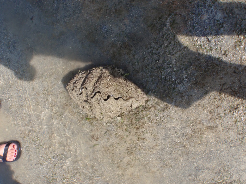 sm_P9064894.JPG