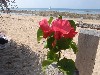 sm_AR-P9064630.JPG