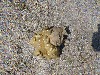 sm_P9064871.JPG