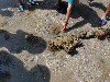 sm_P9064873.JPG