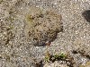 sm_P9064877.JPG