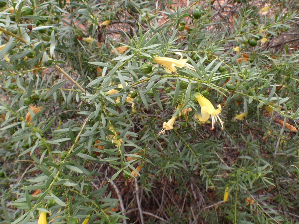 sm_AR-P9074754.JPG