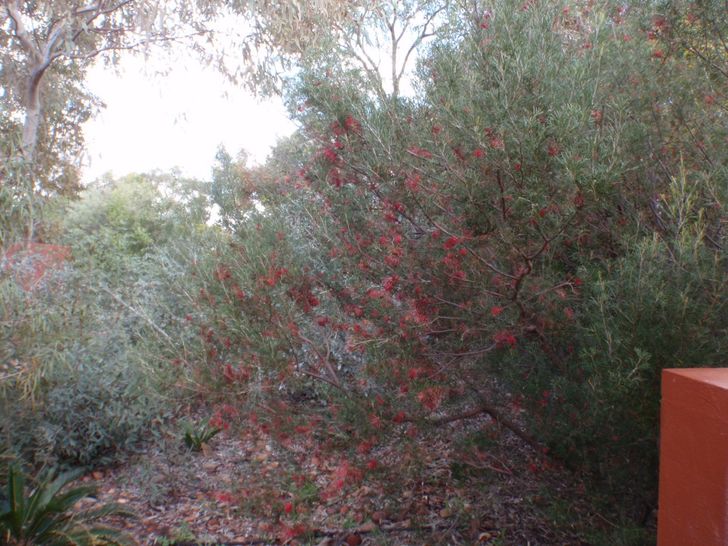 sm_AR-P9074761.JPG