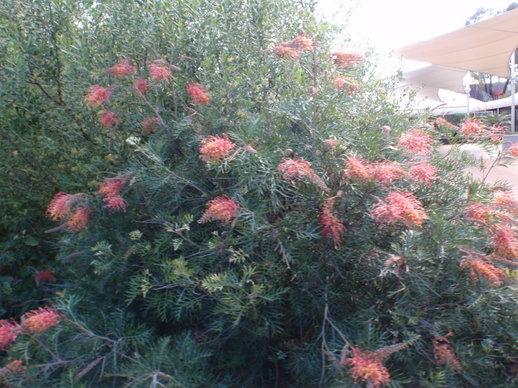 sm_AR-P9074763.JPG