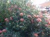 sm_AR-P9074763.JPG