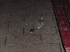 sm_P9085076.JPG