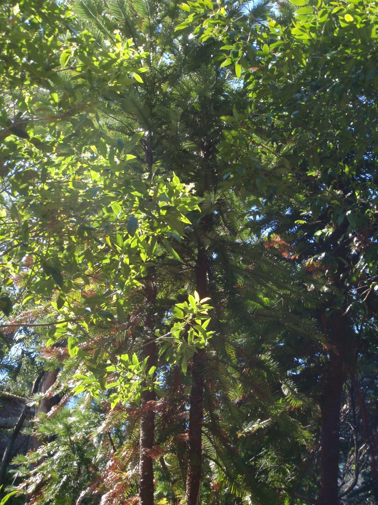 sm_AR-P9105211.JPG