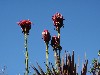 sm_AR-P9105134.JPG