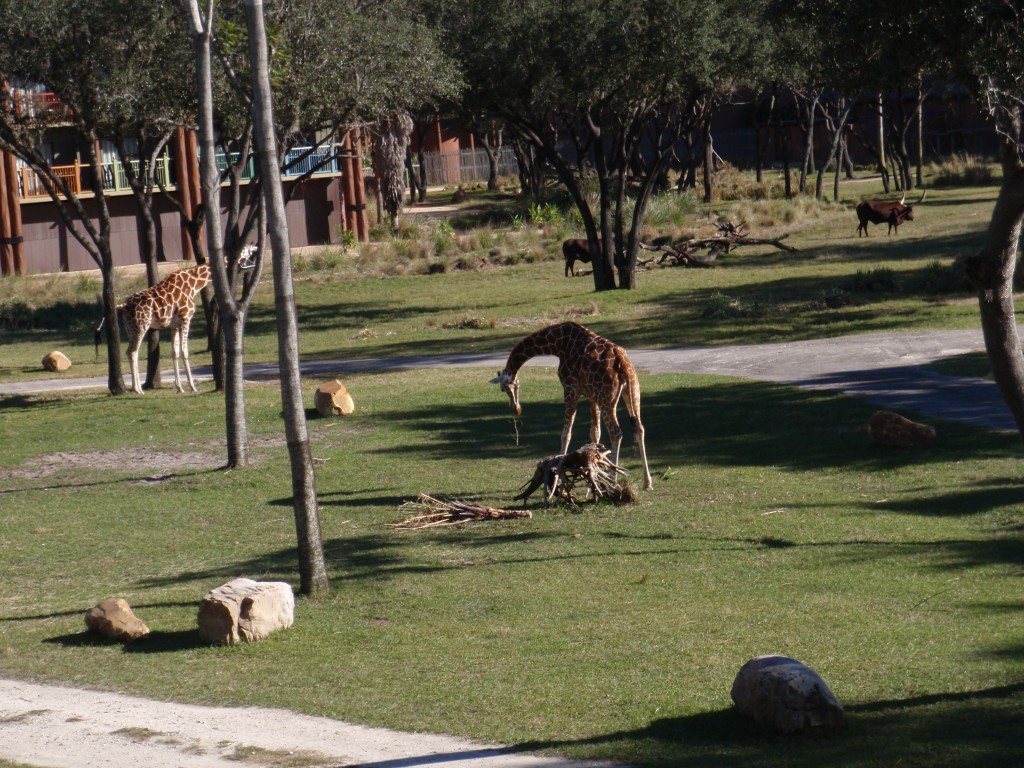 sm_P1052469.JPG