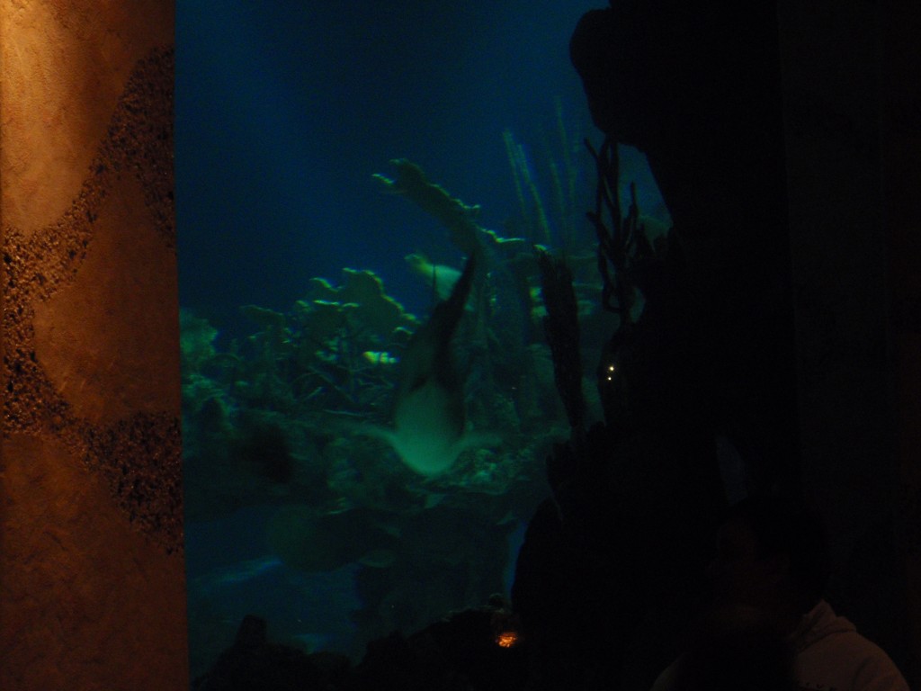 sm_P1052528.JPG