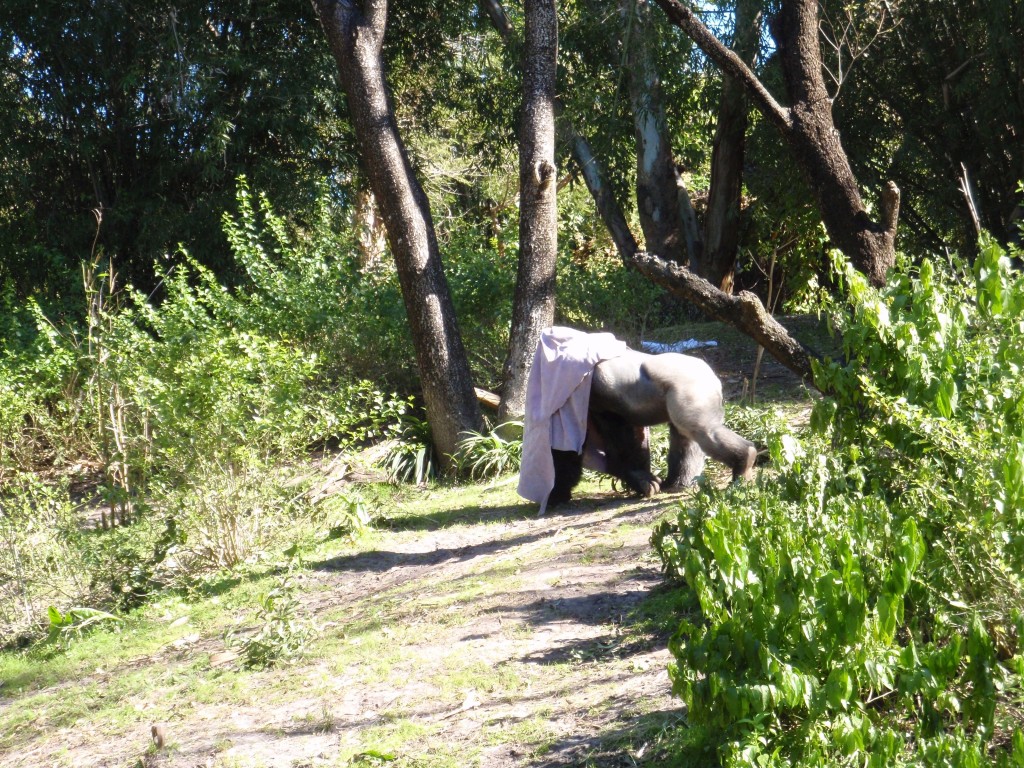 sm_P1062607.JPG