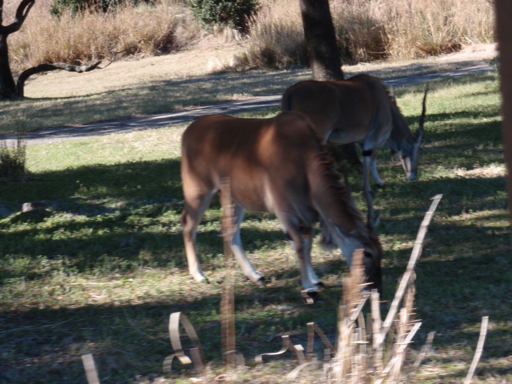 sm_P1062634.JPG
