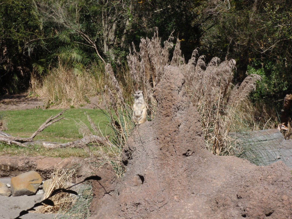 sm_P1062354.JPG