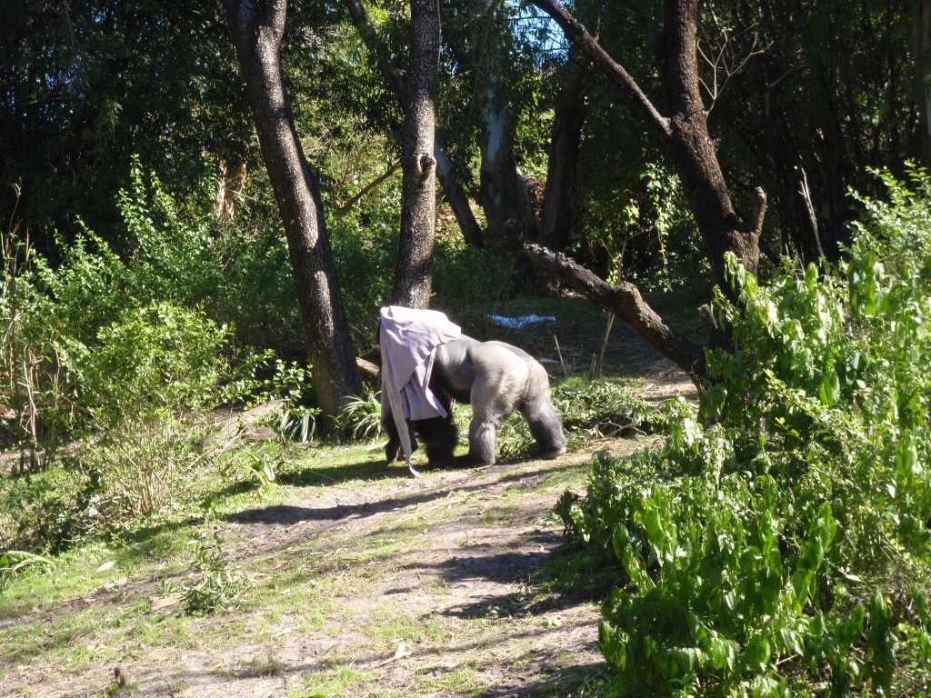 sm_P1062358.JPG