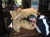 sm_P1062352.JPG