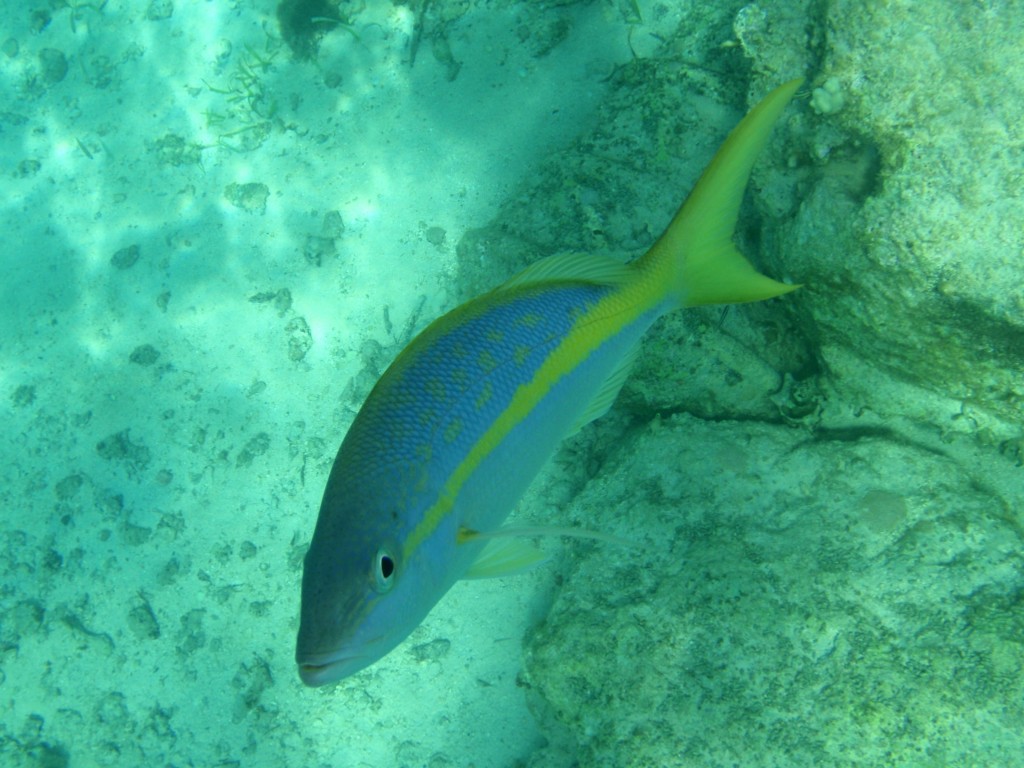 sm_755.JPG