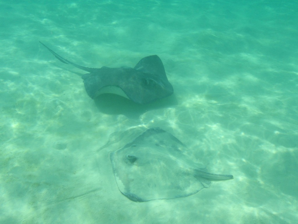 sm_839.JPG