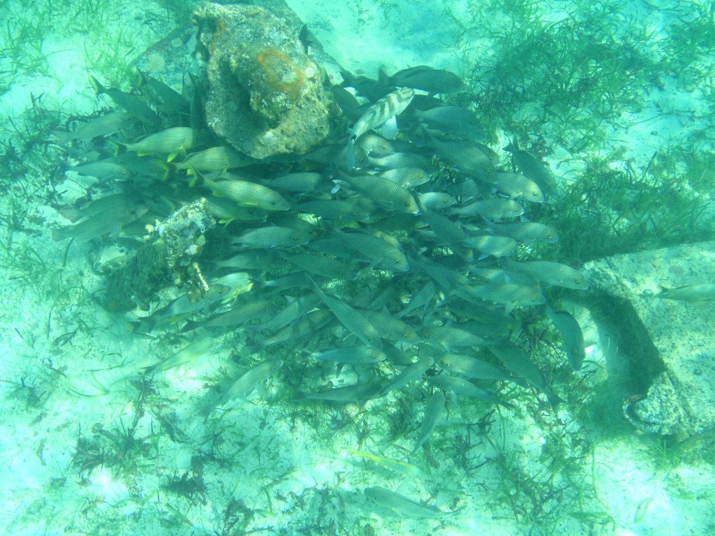 sm_PA307435.JPG