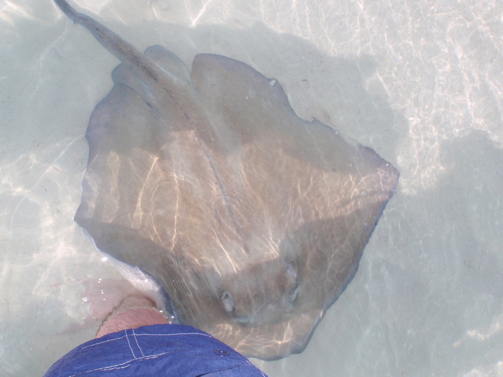 sm_PA307502.JPG