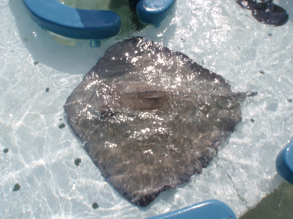 sm_PA307507.JPG