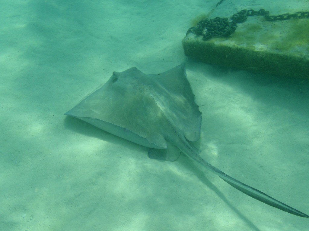 sm_PA307532.JPG