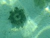 sm_PA307315.JPG