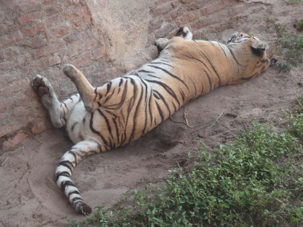 sm_299.JPG