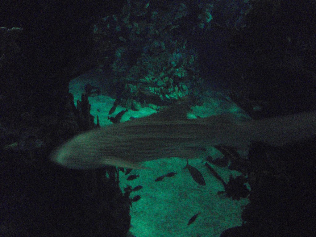 sm_448.JPG