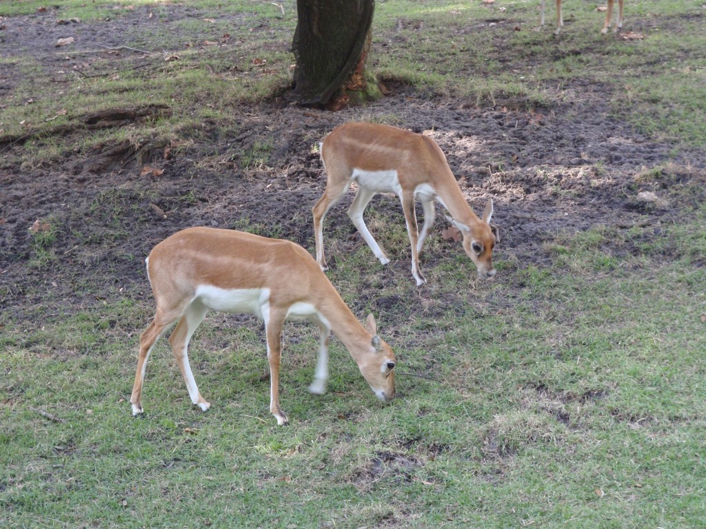 sm_PA266641.JPG