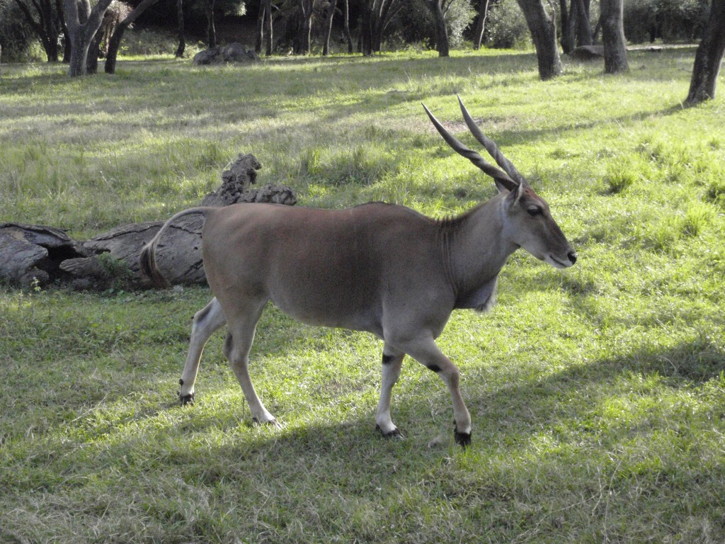 sm_PA266685.JPG