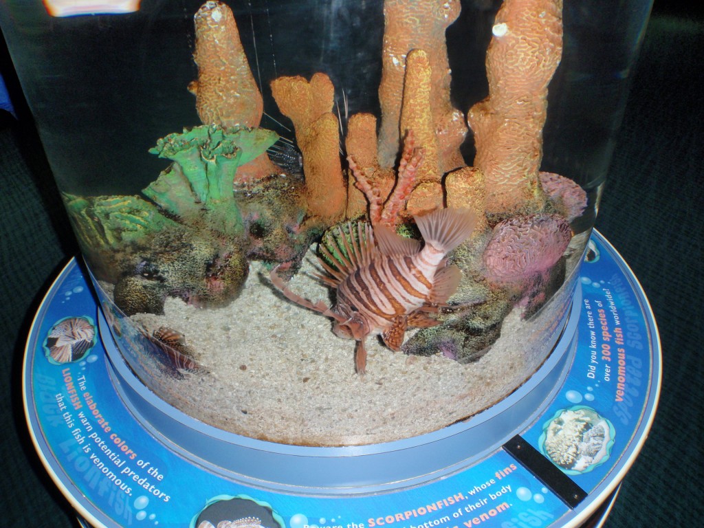 sm_PA276938.JPG