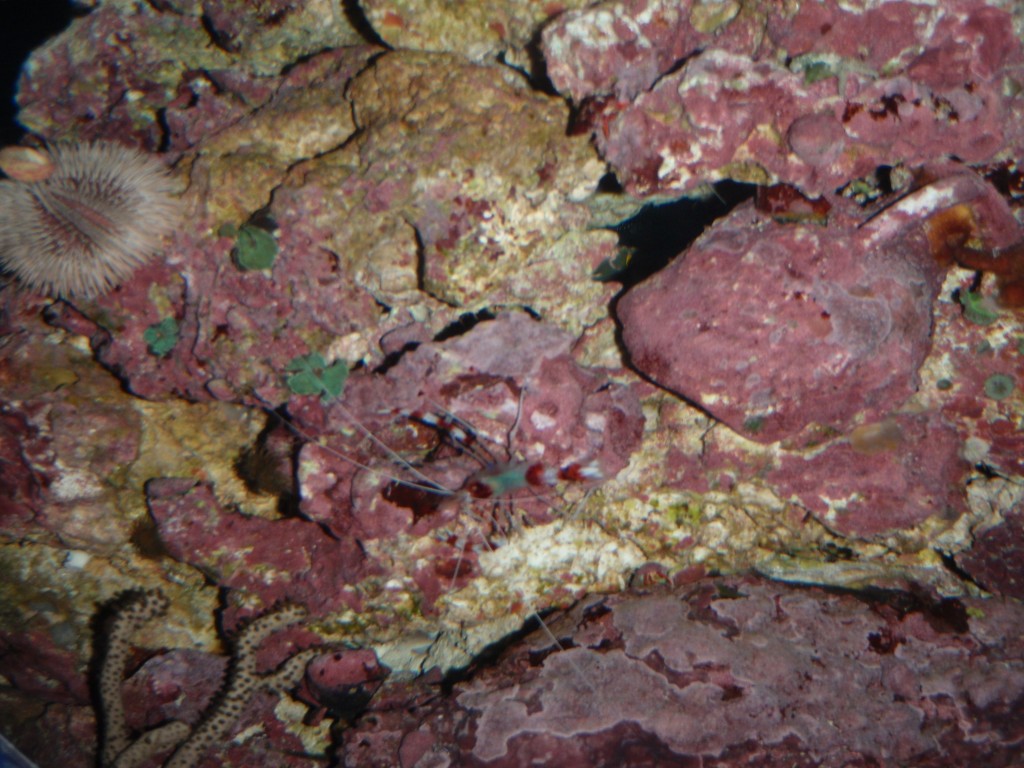 sm_PA276948.JPG