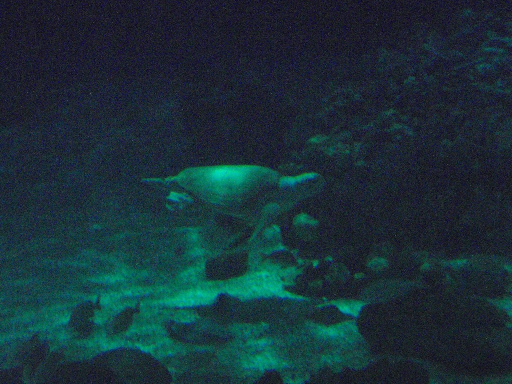 sm_PA276995.JPG