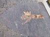sm_AR_P5217334.JPG