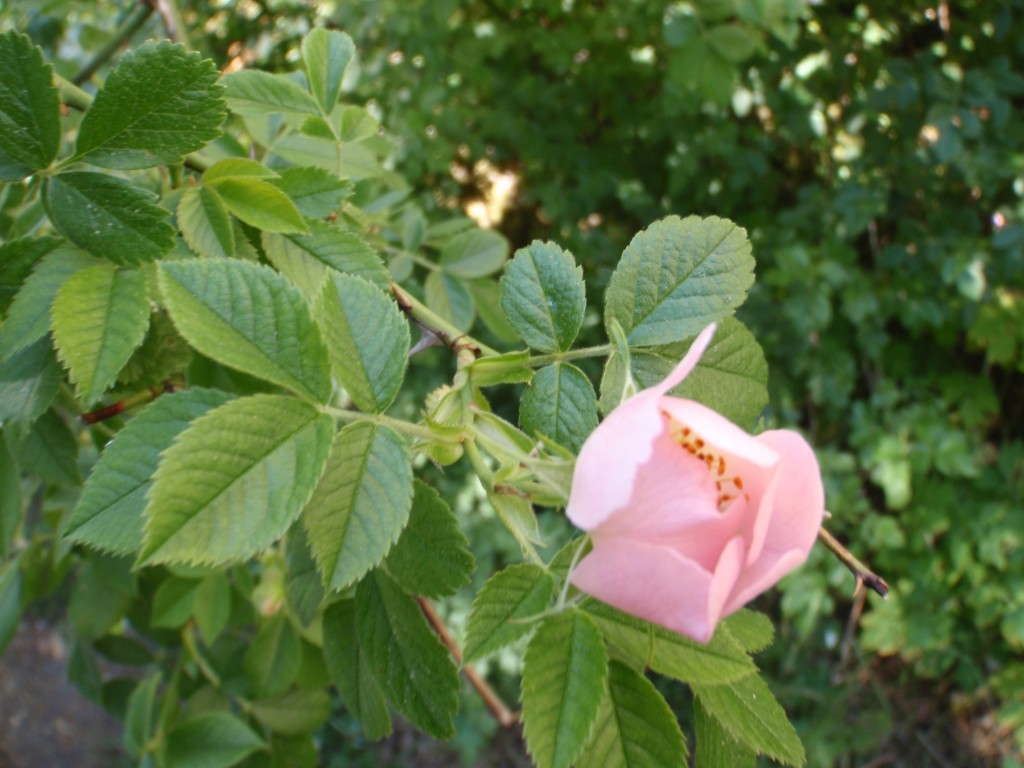 sm_AR_P5258011.JPG