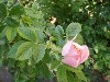 sm_AR_P5258011.JPG