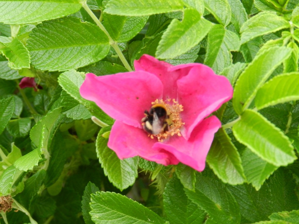 sm_DSCN1682.JPG