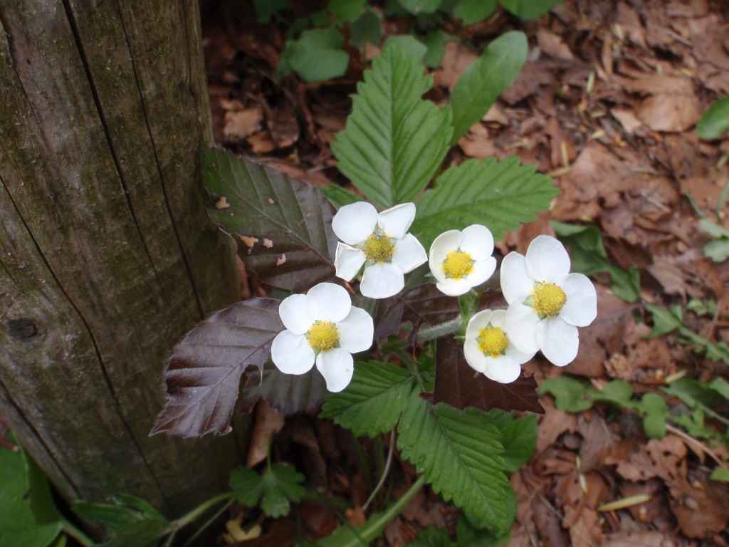 sm_AR_P5278490.JPG