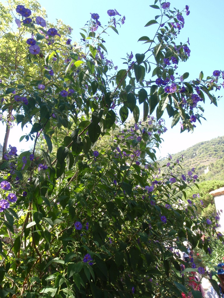 sm_AR_P8280439.JPG