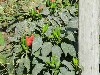 sm_DSCN5758.JPG