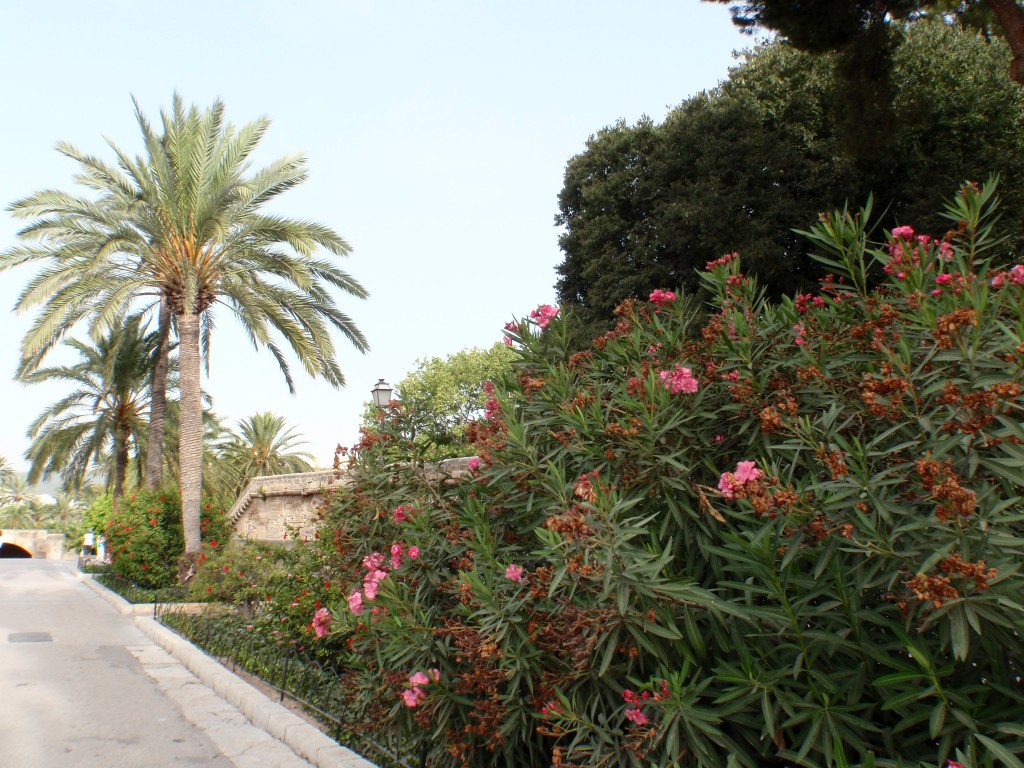 sm_AR_P9021684.JPG