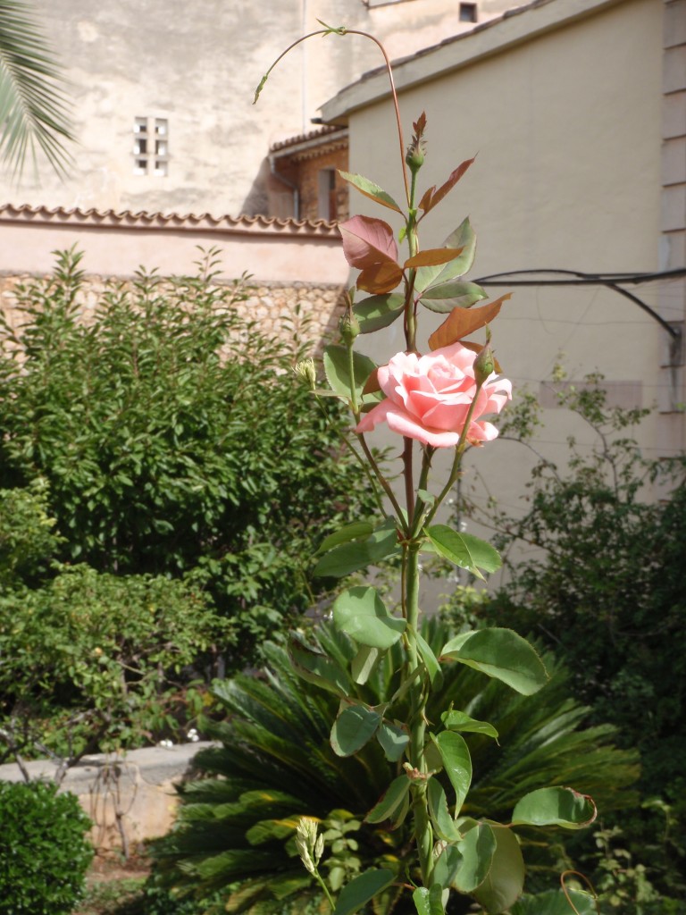 sm_AR_P9021811.JPG