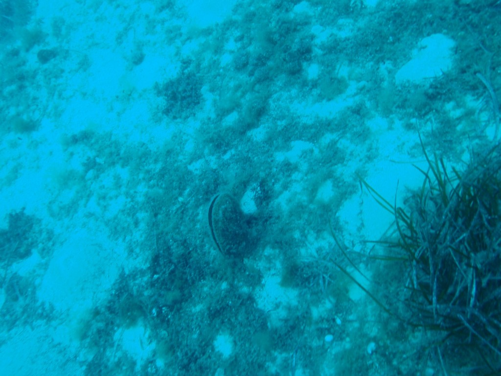 sm_AR-P5242803.JPG
