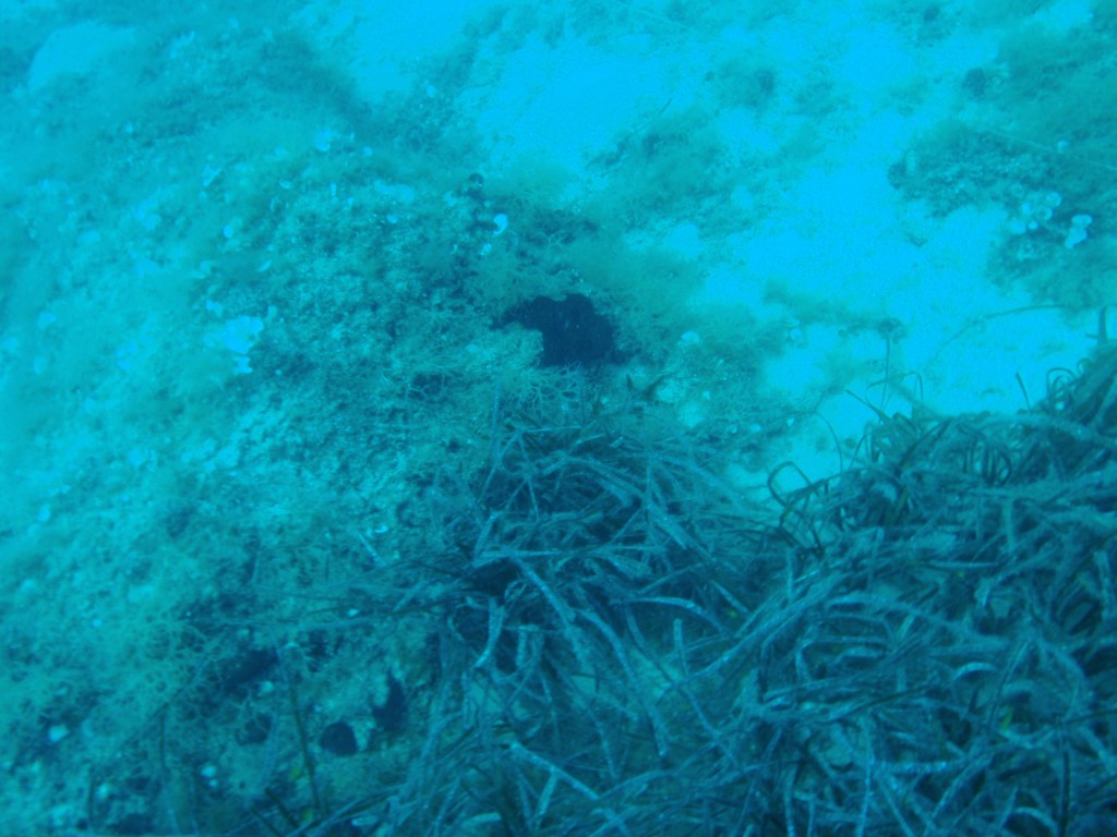sm_AR-P5242805.JPG