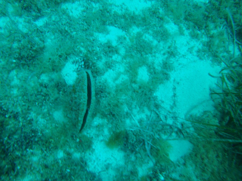sm_P5248838.JPG