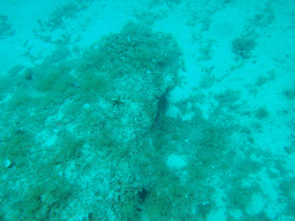 sm_P5248840.JPG