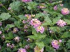 sm_AR-P5252840.JPG